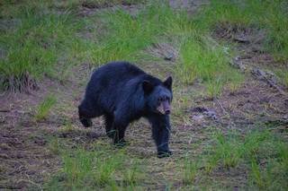 Article image for Beware of bears. Recent black bear sighting brings warnings for hikers and WA residents