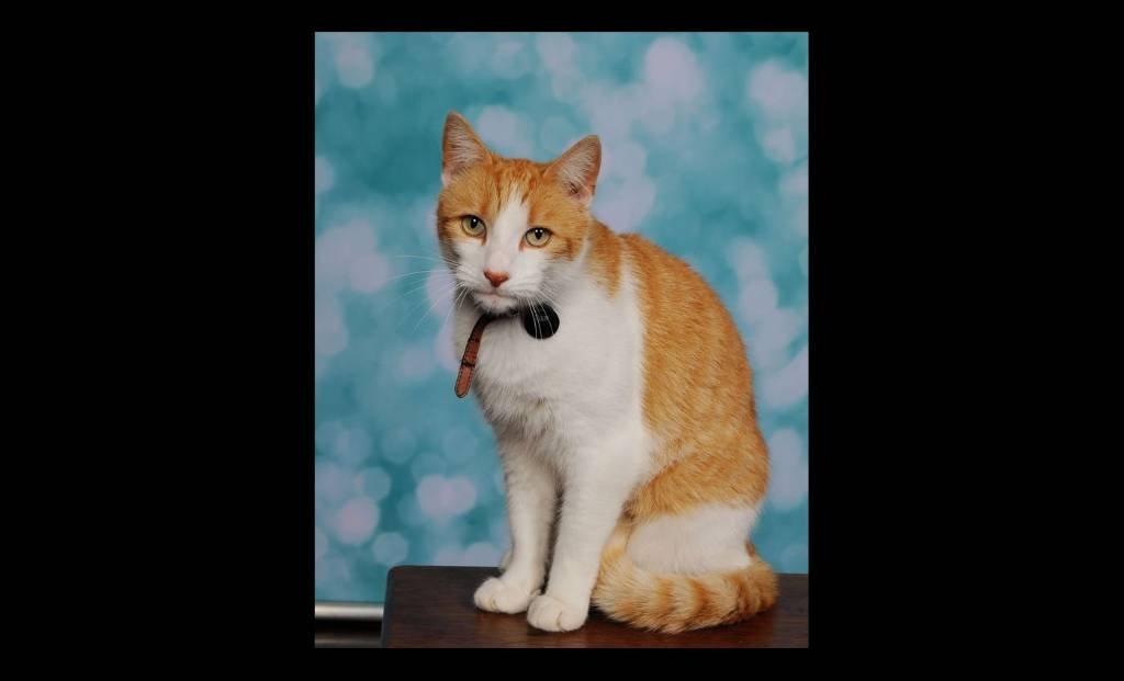 Article image for Cat Who Sneaks into School Gets His Class Photo Taken – And Portrait Packet is Sent Home to Mom