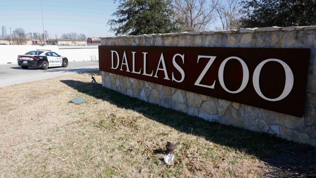 Article image for ‘Unprecedented and disturbing.’ Dallas Zoo says death investigation of vulture ongoing