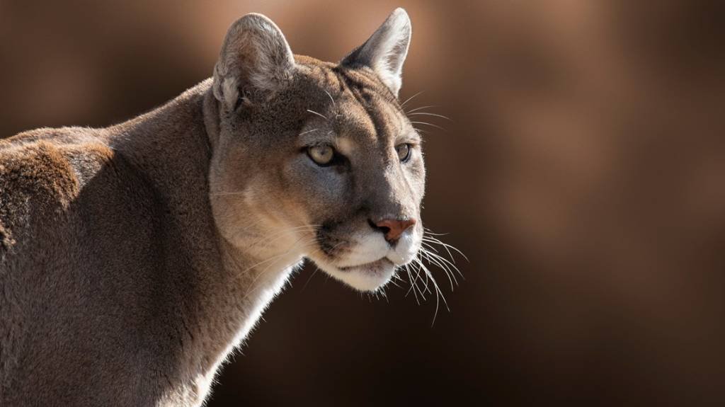 Article image for Research shows cougars on the Olympic Peninsula are isolated from other groups in Washington state