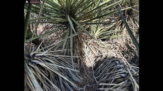 Article image for Can you spot the rattlesnake coiled in this Arizona flower bed? Most don’t see it