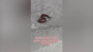 Article image for See a snake on the sands of a SC beach in this viral TikTok video. Should beachgoers worry?