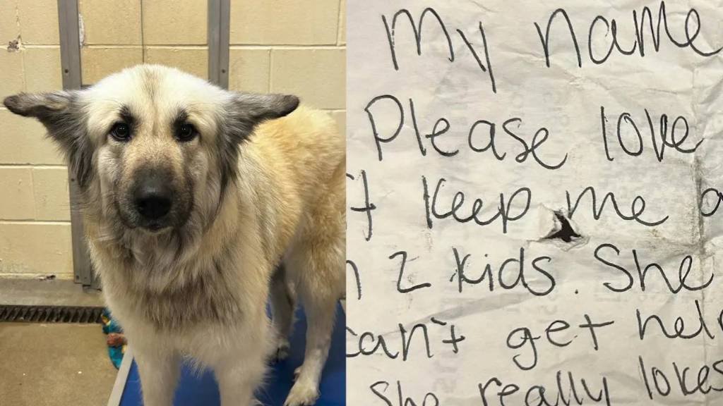 Article image for Abandoned dog found with handwritten note: ‘My mom can’t keep me’