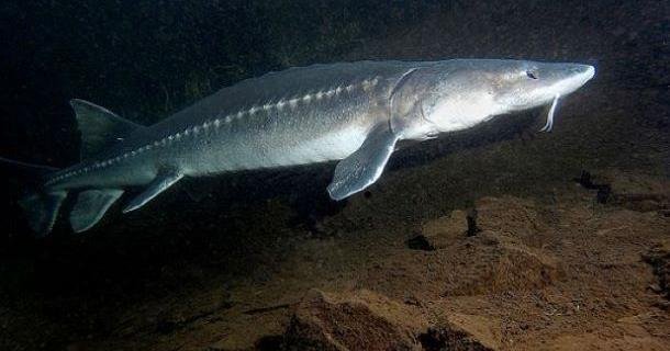 Article image for Sturgeon retention fishing to close on 2 pools of the Columbia River