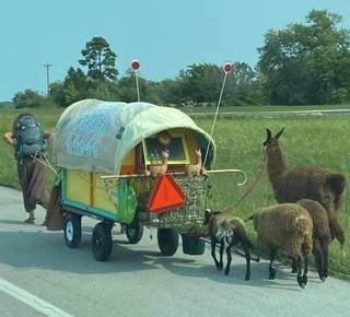 Article image for Could you pull a 1K pound wagon full of animals across SC? Meet Ezer Way, who lives a nomadic life