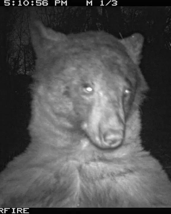 Article image for Colorado bear takes 400 ‘selfies’ on trail camera