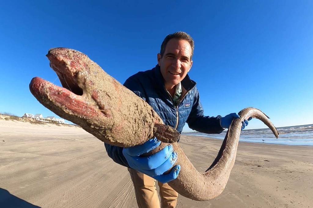 Article image for Creepy sea creature washes up on Texas beach, freaks out the Internet
