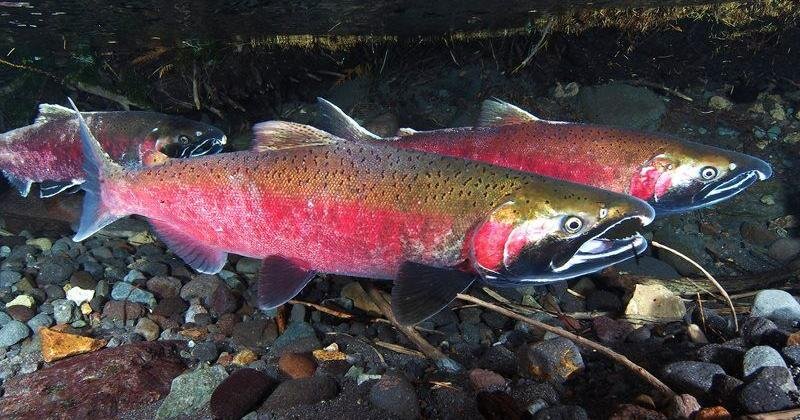 Article image for Washington State Taking Steps to Reduce Salmon Killing ‘Tire Dust’