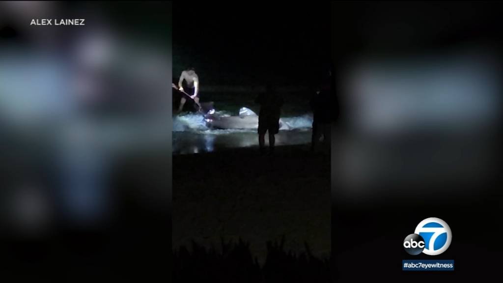 Article image for Caught on video: Group wrangles large shark back into ocean in Hermosa Beach