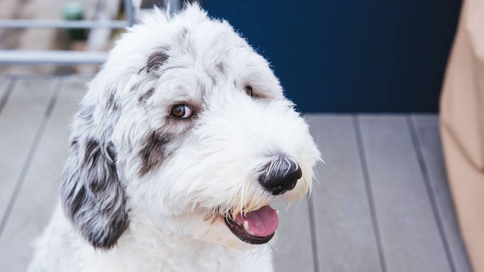 Article image for RUFFined Spotlight: Bobo the Sheepadoodle