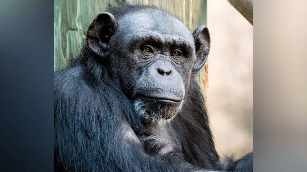 Article image for Sedgwick County Zoo announces deaths of newborn chimpanzees