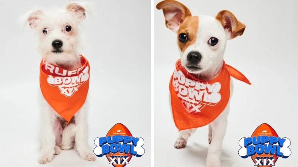 Article image for Puppy Bowl XIX Features 2 Chicago-Area Pups