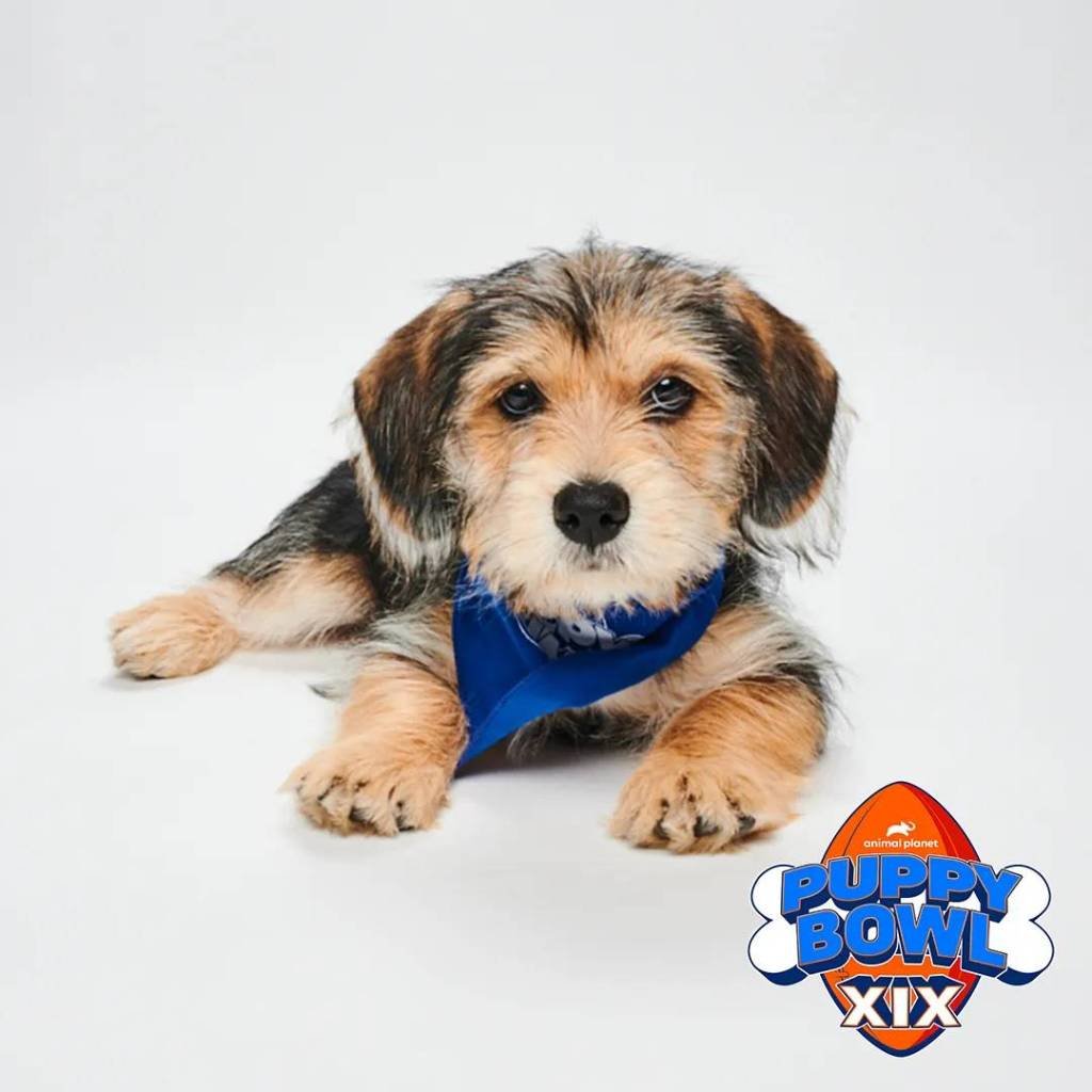 Article image for Meet the 2 rescue pups representing Arizona in the 2023 Puppy Bowl