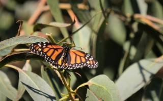 Article image for California’s final monarch butterfly count is in, and it’s even better than last year