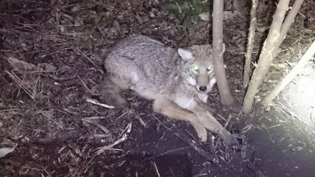 Article image for Expect to see more coyotes across Wisconsin: DNR shares facts about coyote mating season