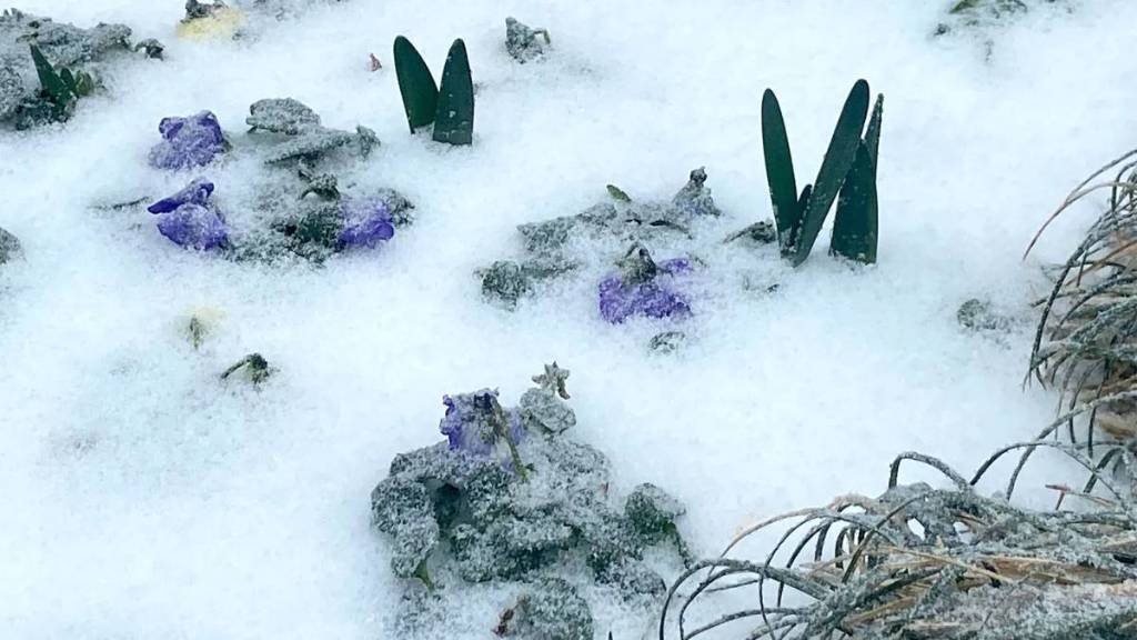 Article image for Under a Blanket of Ice, Dallas Arboretum’s Tulips, Spring Bulbs Should Be Just Fine