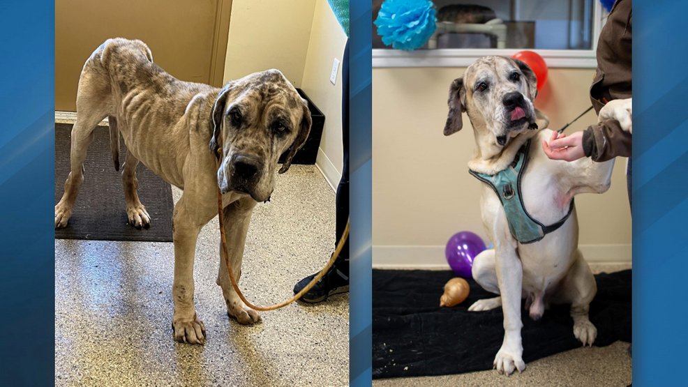 Article image for Abandoned, neglected mastiff, 8, ready for adoption after recovering for a year at shelter