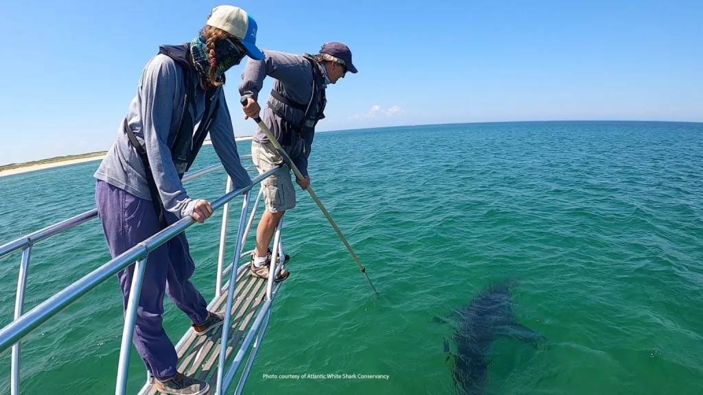 Article image for Cape Cod shark research: Local scientists helping teachers bring great white research into the classroom