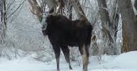 Article image for Bull moose euthanized by Fish and Game near local freeway