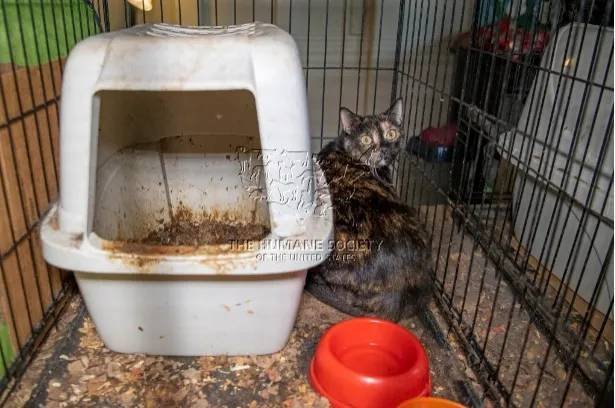 Article image for Humane Society of US rescues more than 175 cats from alleged large-scale cruelty situation