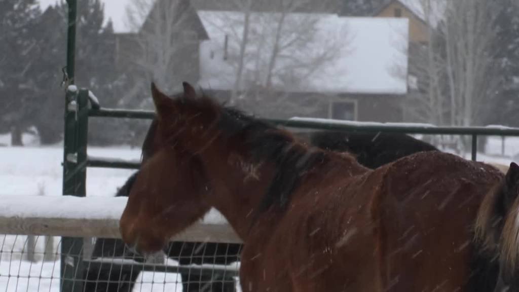 Article image for Horses in need find a home at Missoula sanctuary