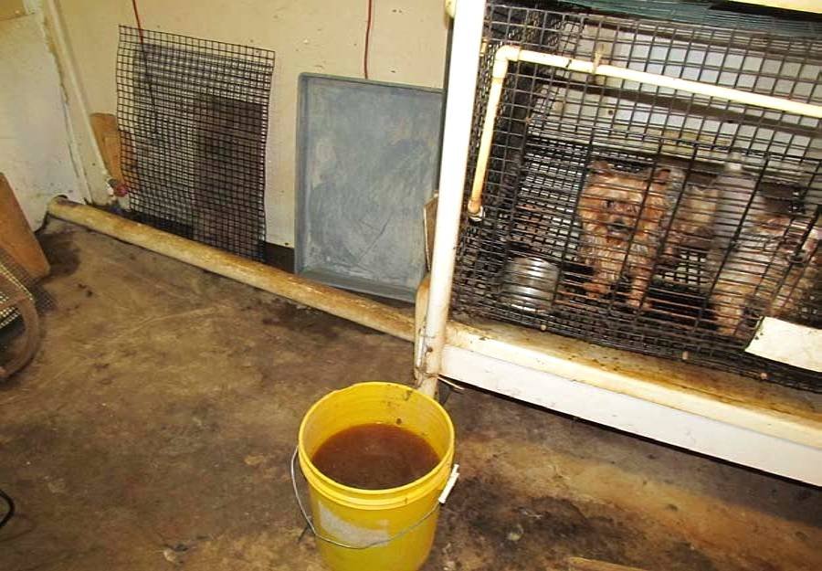 Article image for Rural Iowa dog breeder charged with seven counts of animal neglect