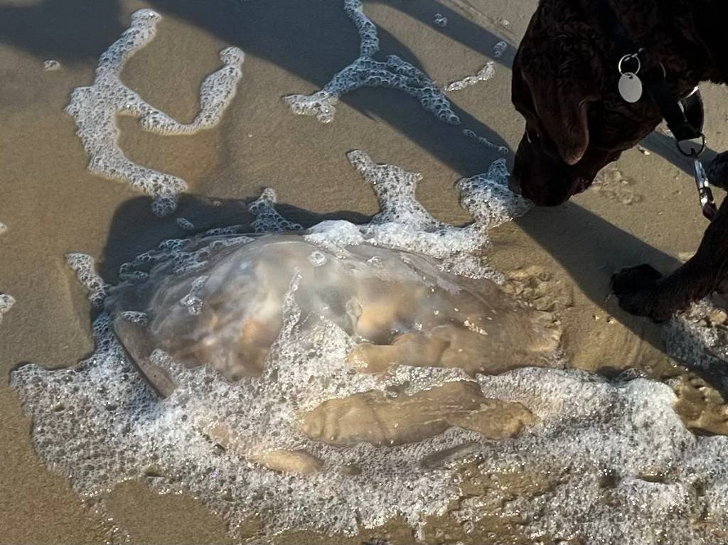 Article image for Giant jellyfish wash up in Virginia Beach, on Outer Banks