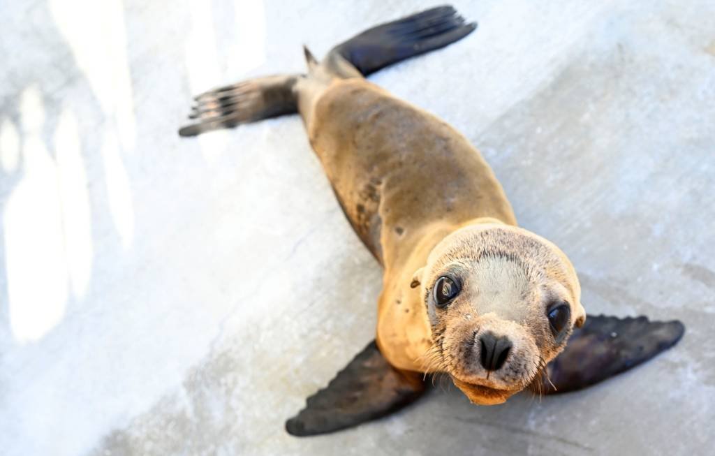 Article image for Sea lion pup finds help in Redondo Beach, now recovering in San Pedro facility