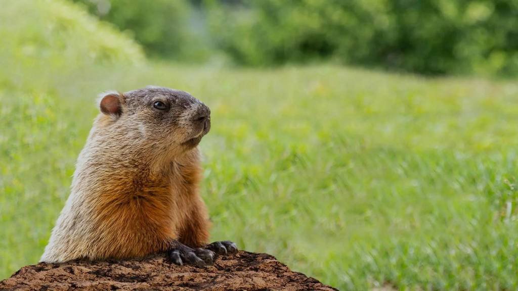 Article image for How accurate have Punxsutawney Phil’s predictions been for central Indiana?