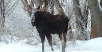 Article image for Idaho Fish and Game kills one moose, relocates three others and finds one dead from eating toxic plant