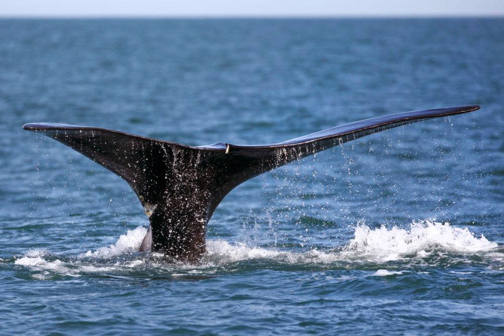 Article image for Lobster and crab fishing banned in Massachusetts Bay for 3 months to protect endangered whales