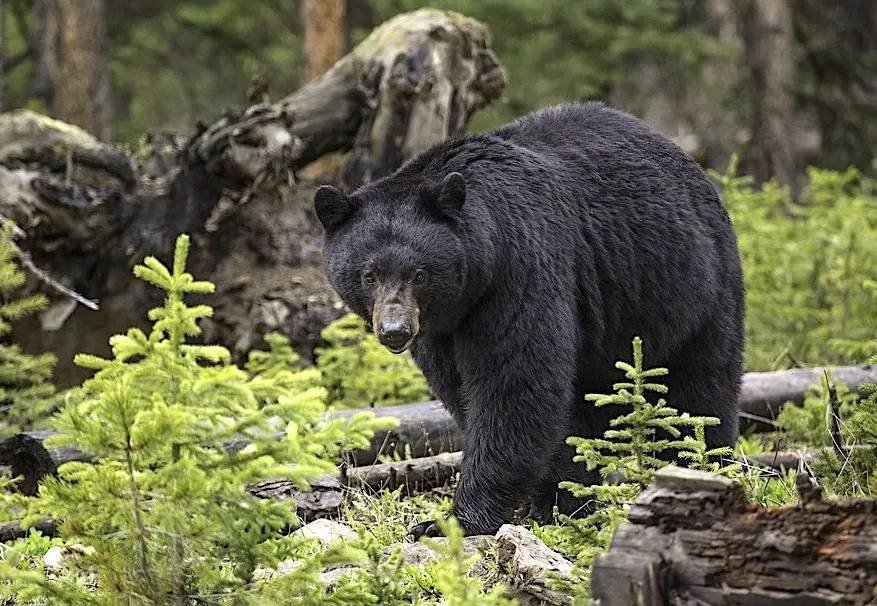 Article image for DNR increases number of licenses, kill quota for fall bear hunting season
