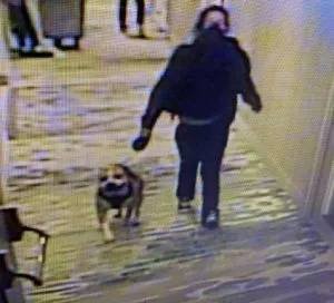 Article image for Dog from attack at Grand Sierra Resort impounded for quarantine; woman still sought