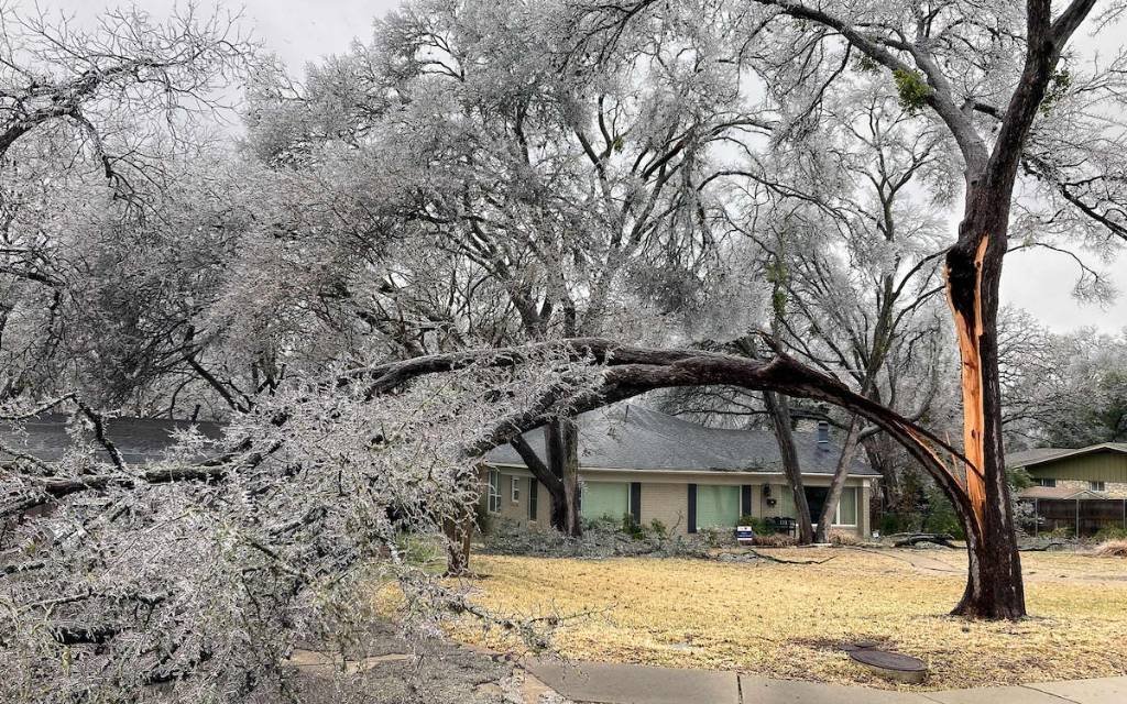 Article image for But What About the Trees? The Rundown on Texas’s Icy “Oakpocalypse”
