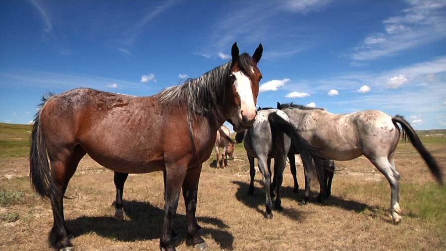 Article image for Burgum urges National Park Service director to keep wild horses at Theodore Roosevelt National Park