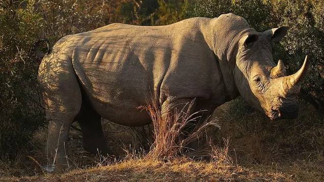 Article image for White Rhino Shot to Death in Florida One Day After Arriving at Safari Park