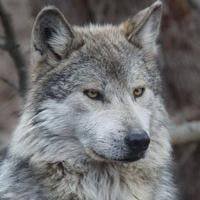 Article image for Mexican Wolf Located North Of I-40