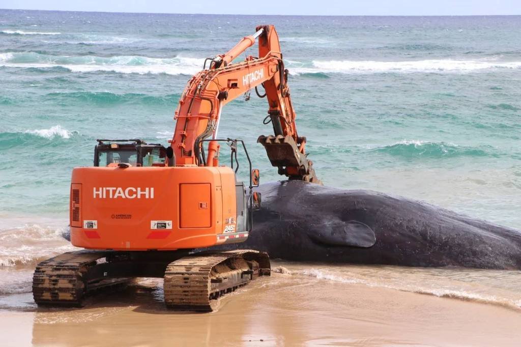 Article image for Dead whale washes ashore in Hawaii with stomach full of plastic waste and fishing gear