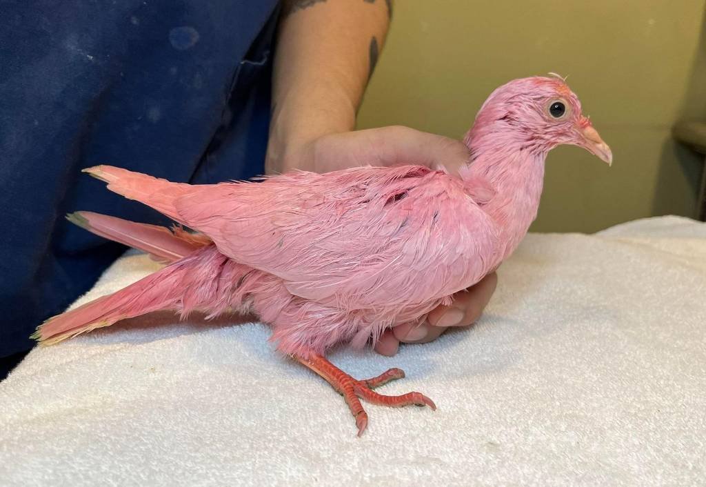 Article image for Rescuers say pigeon found dyed pink in New York City park is not doing well