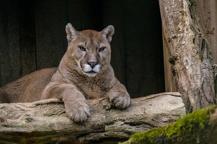 Article image for Reintroducing cougars to Pennsylvania would better control its deer population, some scientists say