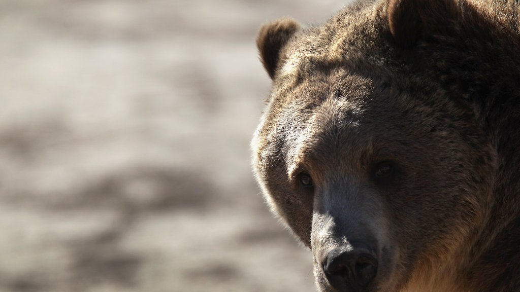 Article image for Gov. Little threatens to sue federal government over failure to remove grizzlies from endangered species list