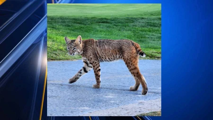 Article image for Residents concerned over large predatory cats in Las Cruces neighborhoods