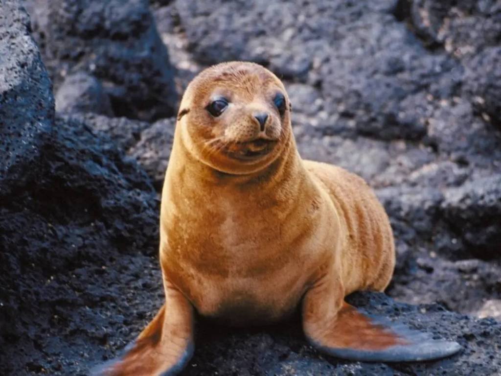 Article image for Redondo Beach Yacht Club Members Help Save Sea Lion Pup’s Life: Report