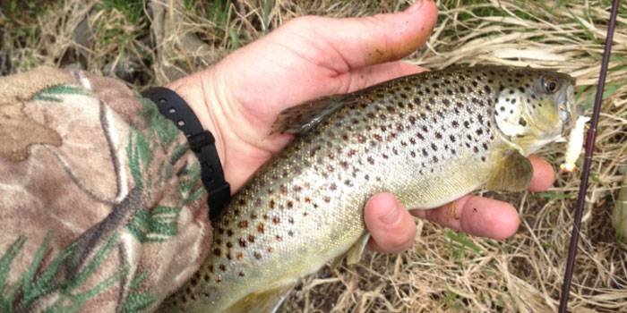 Article image for Northern Indiana Streams Stocked With Brown Trout