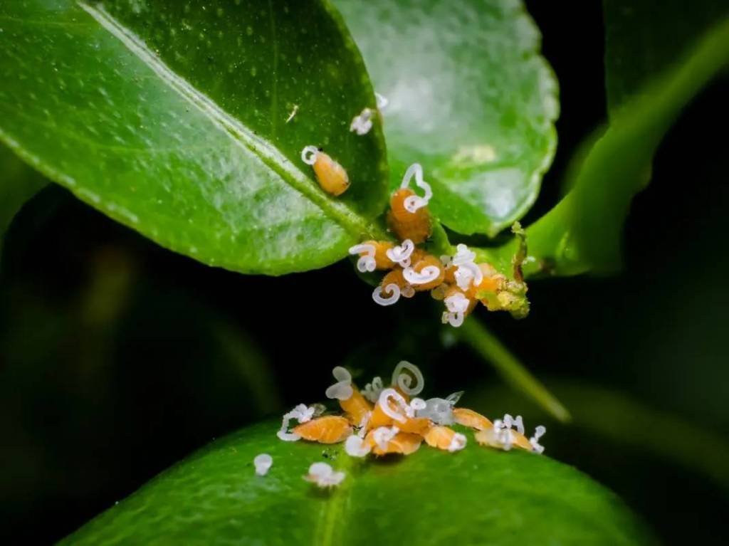 Article image for Citrus Pest Discovered In Sonoma County