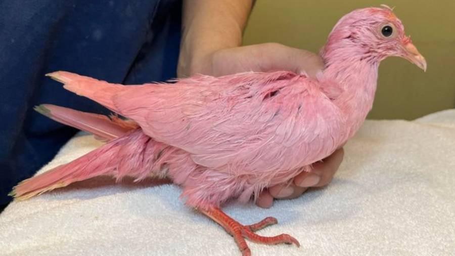 Article image for Rescue continues treating pink pigeon found in NYC park
