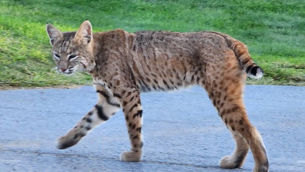 Article image for Large predatory cats spotted on prowl in Las Cruces; police warn public