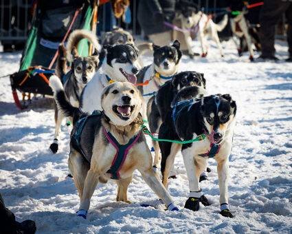 Article image for Dogs lead the way at Beargrease