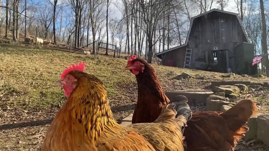 Article image for A Closer Look: Raising your own chickens to produce eggs may be fun, but not necessarily cheaper in West Virginia
