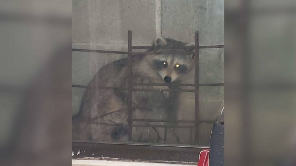 Article image for Bronx tenant at odds with landlord over unwanted raccoons